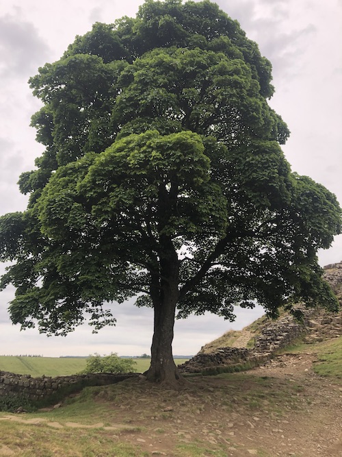 The Inaugural Summer Spine Challenger North Sam Hill The famous Sycamore Tree at Hadrian's Hall