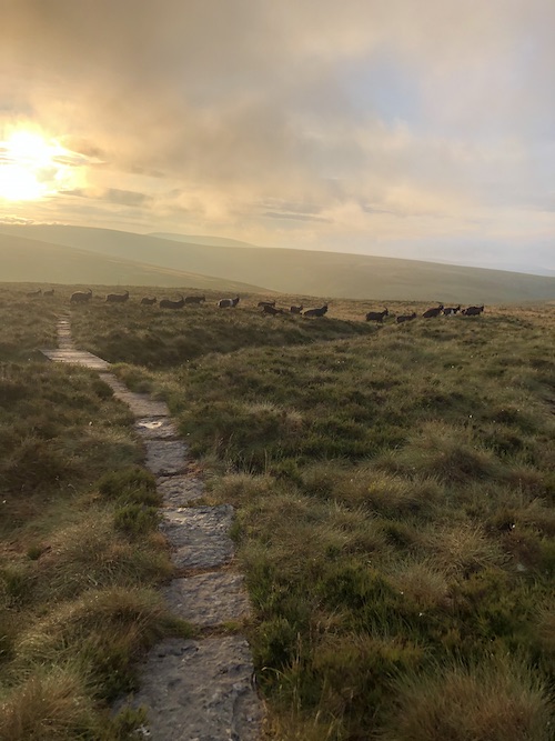 A dawn image of a moorland with a herd of goats running across a flagstone path ahead
